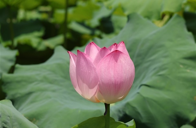 稀有的游戏id(优选128个)