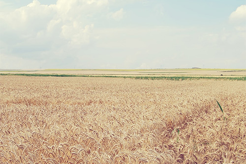 勤奋好学的英文谚语