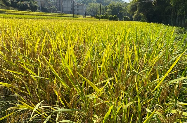 沙雕网友合集男生网名大全(527个)