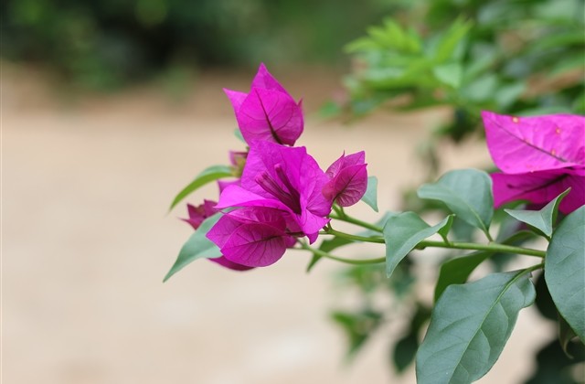 独一无二的王者昵称(593个)