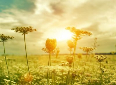 ​描写向日葵外貌的句子