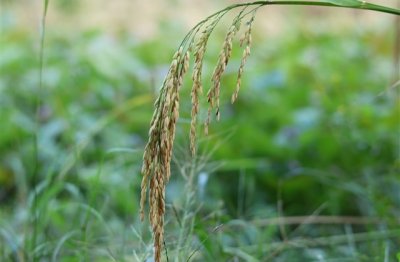 ​让人眼前一亮的微信网名(精选222个)