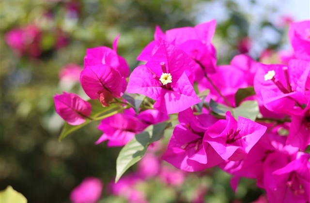 可爱的网名女生萌短 好听