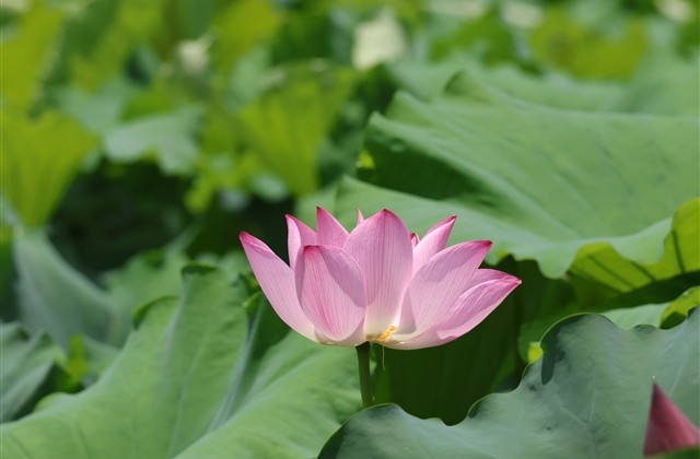 妩媚的女生网名(优选218个)