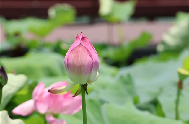 吃鸡古风网名两个字(共284个)