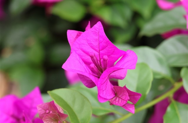 吃鸡古风网名两个字(共284个)