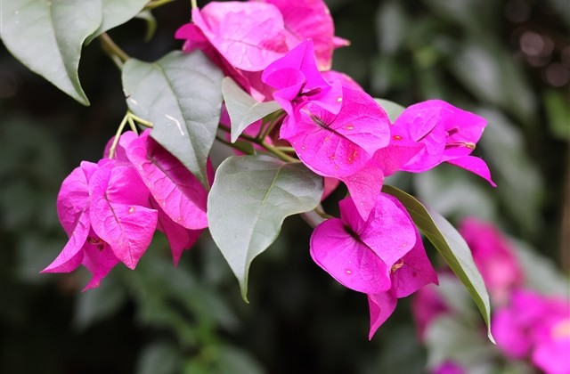 比较有趣的宠物网名(共96组)