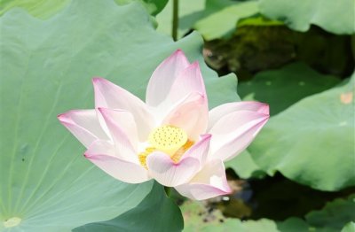 ​代表安静的网名(精选216个)