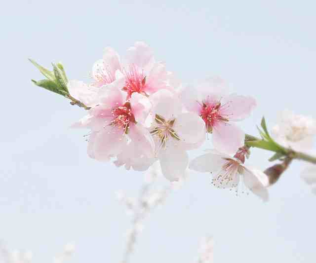 关于桃花的唯美句子（精选82句）