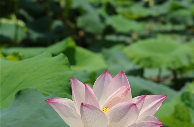 好听温柔的战队名字