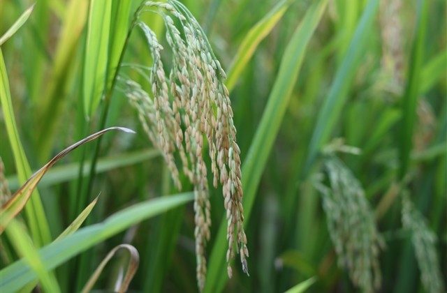 幻想神域好听的男生名字(精选185个)