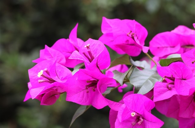 王者荣耀小仙女名字(167个)