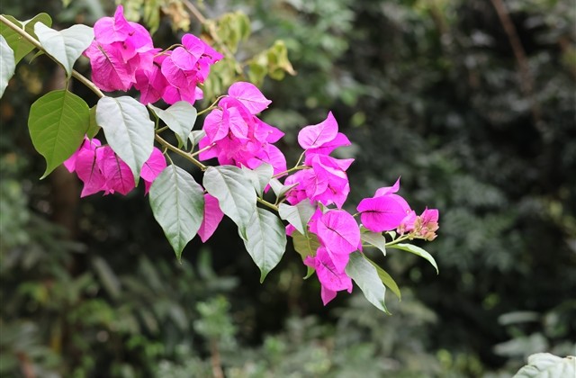 王者荣耀小仙女名字(167个)