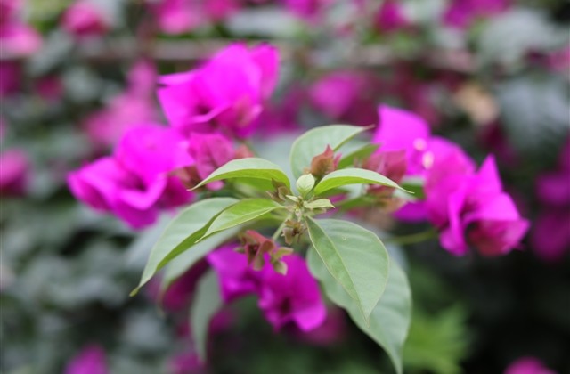 qq飞车手游稀少二字id(共223个)