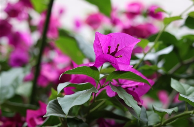 好听又可爱的网名女生