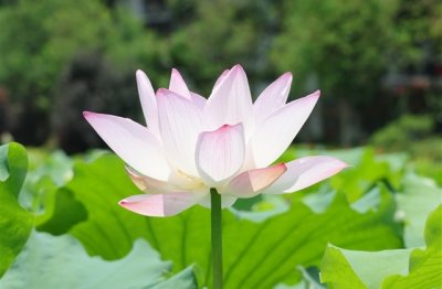 ​甜美小清新qq女生网名(154个)