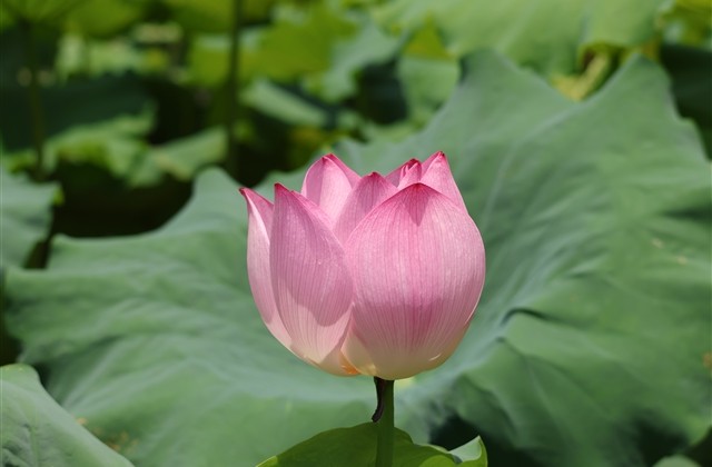 清新阳光的唯美情侣网名(精选86个)