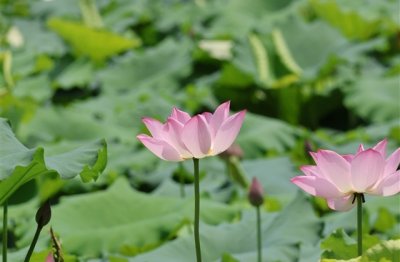 ​好听的劲舞团繁体名字昵称(精选56个)