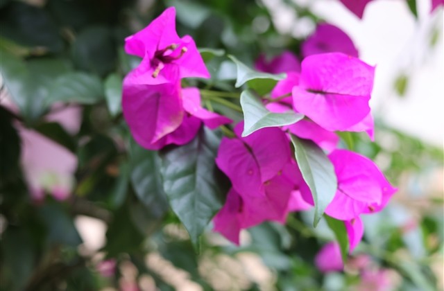 带芳字好听微信昵称(共96个)