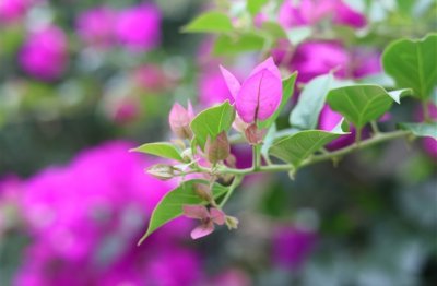 ​最火的姓吴的网名(共95个)