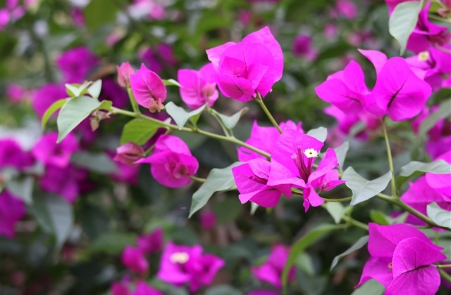 萌妹子游戏id 女生萌萌的游戏名字(精选49个)