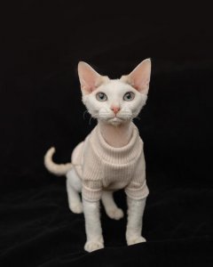 ​卷毛猫如何取名？卷毛猫猫