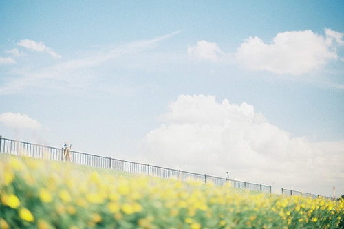 借树抒情诗句82句