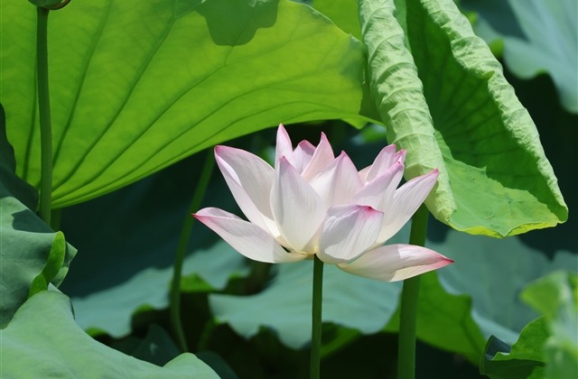 平凡简单快乐的网名(优选144个)