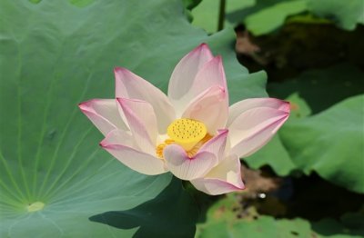 ​五字游戏id伤感(97个)