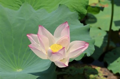 ​好听有个性的超拽扣扣网名(共103个)