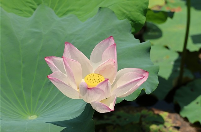 好听有个性的超拽扣扣网名(共103个)