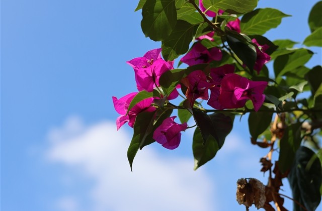 女孩高雅有涵养的名字兔宝宝