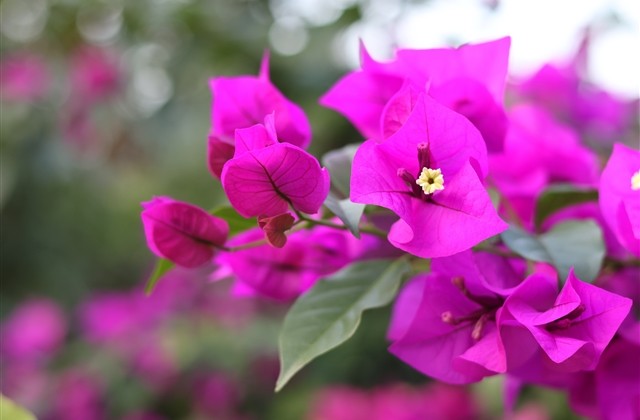 3字古风诗意网名(精选460个)