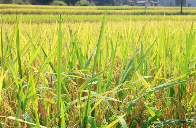 森系小清新女生网名简短