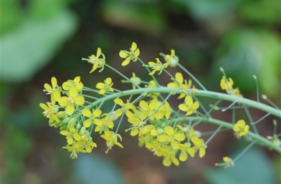 ​2个字的网名小清新