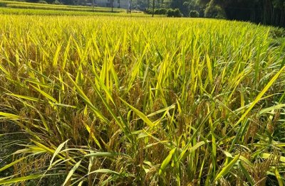 ​好听的古风情侣名字一男一女