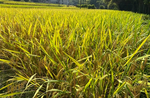 好听的古风情侣名字一男一女