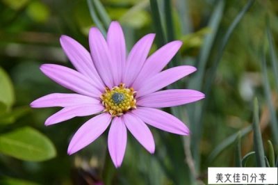 ​描写梦想的句子（59句快乐结合的励志短句）