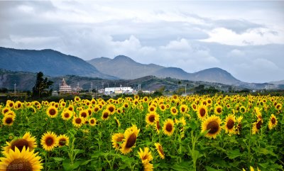 ​50句干净文艺八字短句 文案