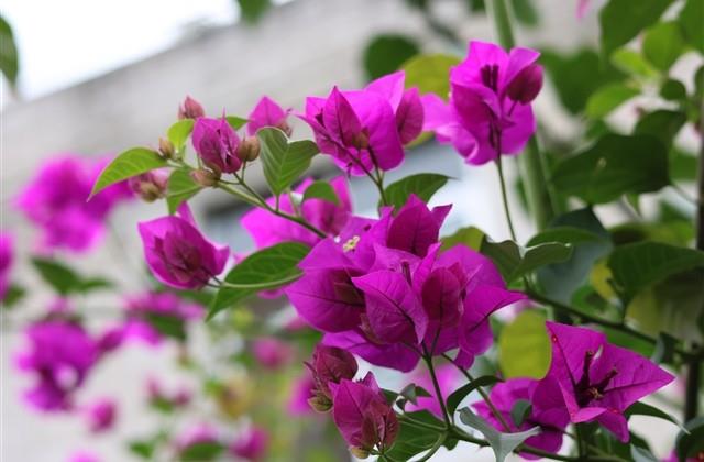 2024女生网名带符号小清新 仙气飘飘的特殊符号网名