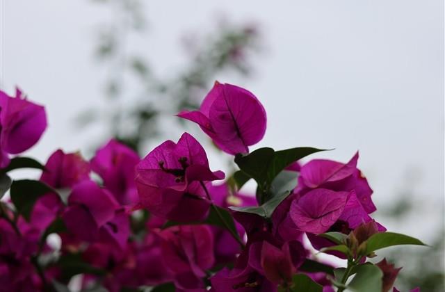 给自己定个目标的句子(精选53句)