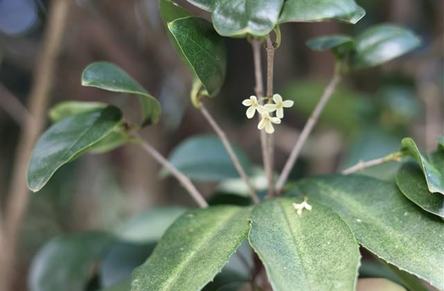 给自己定个目标的句子(精选53句)