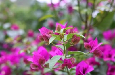 ​平安夜创意文案简短一点(优选26句)