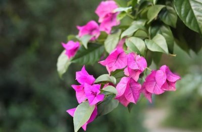 ​甜心萌妹可爱网名(优选113个)