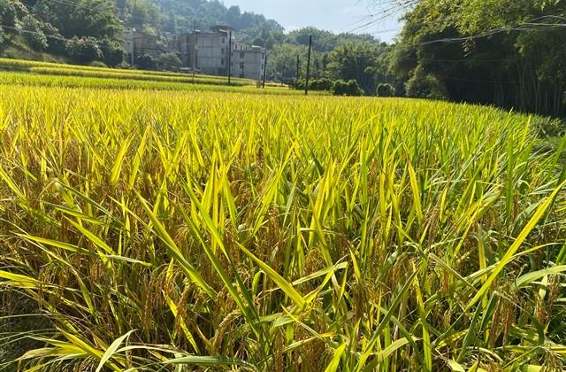 女孩取名五行属火的字（爆款392个）