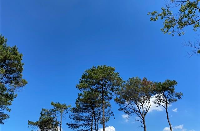 适合柯南迷的的昵称