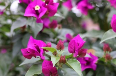 ​有名的日本动漫人物名字大全(155个)