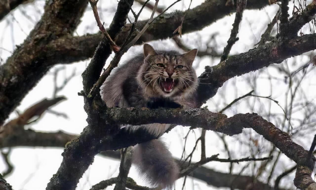 童年噩梦：上学路上的小树林里挂满猫尸