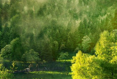 ​有声绘本故事《森林里的怪物》（关于森林里的故事绘本）