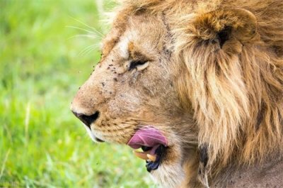 ​小故事大道理(公牛和狮子)（狮子和公牛的寓言故事告诉我们什么道理）